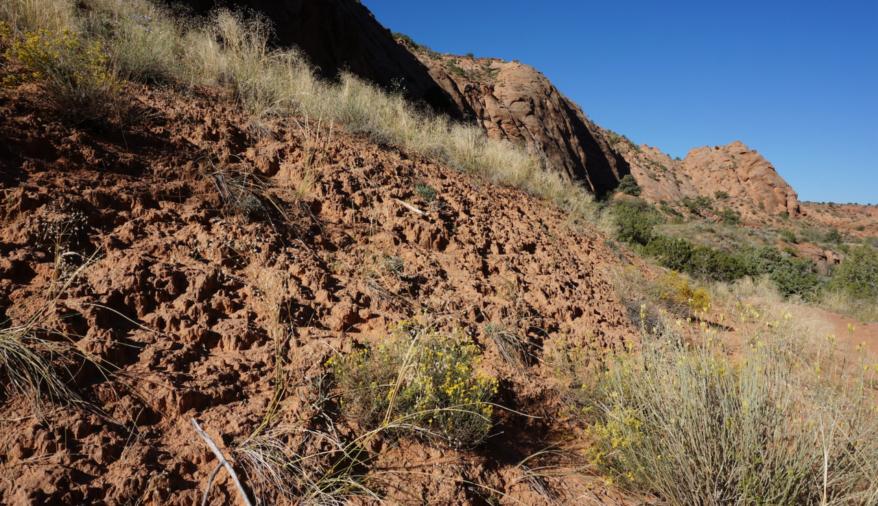 Feeding frenzy: Linking soil chemistry and microbial community structure